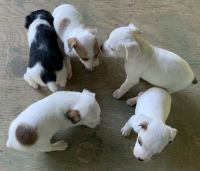 Parson Russell Terrier Puppies for sale in Lexington, AL 35648, USA. price: NA