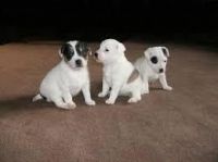 Parson Russell Terrier Puppies Photos