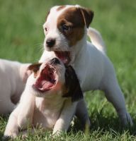 Parson Russell Terrier Puppies for sale in Seattle, WA 98103, USA. price: NA