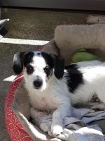 Parson Russell Terrier Puppies Photos