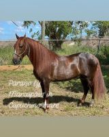 Paso Fino Horses for sale in 15950 SW 168th Ave, Miami, FL 33187, USA. price: NA