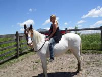 Paso Fino Horses for sale in Mt. Pleasant, Iowa. price: $5,000