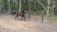 Paso Fino Horses for sale in Orlando, FL, USA. price: NA