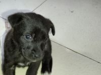 Patterdale Terrier Puppies for sale in Ambala, Haryana, India. price: 500 INR