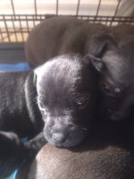 Patterdale Terrier Puppies for sale in Pasadena, TX 77505, USA. price: NA