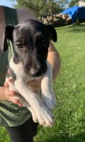 Patterdale Terrier Puppies for sale in Denver, PA, USA. price: NA