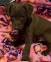 Patterdale Terrier Puppies for sale in 18338 Pole Gulch Rd, Three Forks, MT 59752, USA. price: NA