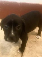 Patterdale Terrier Puppies for sale in Sikeston, MO 63801, USA. price: NA
