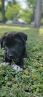 Patterdale Terrier Puppies for sale in Fort Worth, TX, USA. price: NA