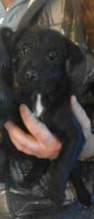 Patterdale Terrier Puppies for sale in California Ave, South Gate, CA 90280, USA. price: NA