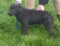 Patterdale Terrier Puppies for sale in Austin, TX, USA. price: NA
