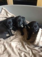 Patterdale Terrier Puppies for sale in Los Angeles, CA, USA. price: NA
