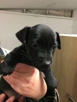 Patterdale Terrier Puppies for sale in Castle Pines, CO 80108, USA. price: NA