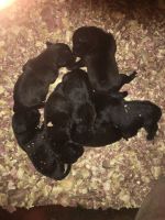 Patterdale Terrier Puppies for sale in Flatwoods, KY 41139, USA. price: NA