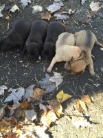 Patterdale Terrier Puppies Photos