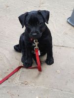Patterdale Terrier Puppies for sale in Phoenix, AZ, USA. price: NA