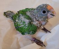 Peach fronted conure Birds for sale in Cynthiana, KY 41031, USA. price: $900
