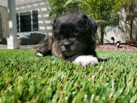 PekePoo Puppies for sale in Los Angeles, CA, USA. price: NA