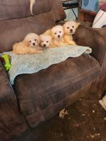PekePoo Puppies for sale in Jonesboro, AR, USA. price: NA