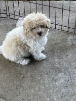 PekePoo Puppies for sale in Kansas City, MO, USA. price: $500