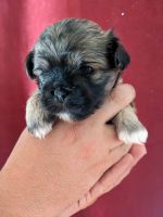 PekePoo Puppies for sale in Athens, WI 54411, USA. price: $600