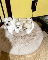 PekePoo Puppies for sale in Los Angeles, CA, USA. price: $700