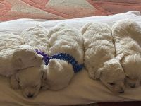PekePoo Puppies for sale in Shreveport, LA, USA. price: $600