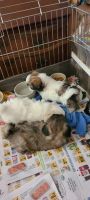 PekePoo Puppies for sale in Mineral, VA 23117, USA. price: NA