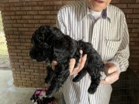 PekePoo Puppies for sale in Weir, MS 39772, USA. price: $399