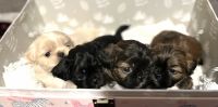 PekePoo Puppies for sale in 20030 18th Ave Ct E, Spanaway, WA 98387, USA. price: $900