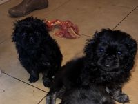 PekePoo Puppies for sale in Shreveport, Louisiana. price: $700