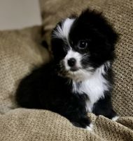 PekePoo Puppies for sale in Wheeling, WV 26003, USA. price: $800