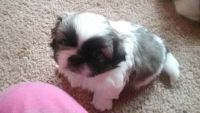 Pekingese Puppies for sale in Hightstown, NJ 08520, USA. price: NA