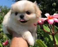 Pekingese Puppies for sale in Los Angeles, CA, USA. price: NA