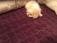 Pekingese Puppies for sale in New Market, MD 21774, USA. price: NA