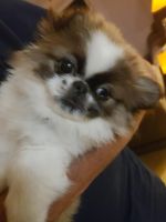 Pekingese Puppies for sale in Jacksonville Beach, FL, USA. price: NA