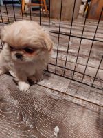 Pekingese Puppies for sale in St George, KS 66535, USA. price: NA