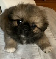 Pekingese Puppies for sale in Gulfport, MS, USA. price: NA