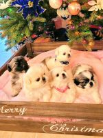Pekingese Puppies for sale in Fort Myers, FL, USA. price: NA