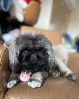 Pekingese Puppies for sale in San Francisco, CA 94110, USA. price: NA