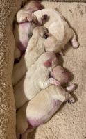 Pekingese Puppies for sale in Lakeland, FL, USA. price: NA