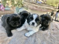 Pekingese Puppies Photos