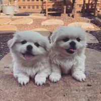 Pekingese Puppies for sale in Lawsonville, NC 27016, USA. price: NA