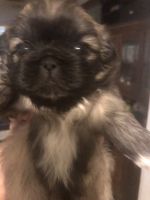 Pekingese Puppies for sale in Carlsbad, NM 88220, USA. price: NA