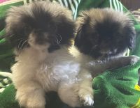 Pekingese Puppies for sale in Colton, OR, USA. price: NA