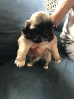 Pekingese Puppies for sale in Bay St Louis, MS, USA. price: NA