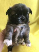 Pekingese Puppies for sale in Bay St Louis, MS, USA. price: NA