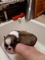 Pekingese Puppies for sale in Bangs, TX 76823, USA. price: NA