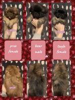 Pekingese Puppies for sale in Weaverville, NC 28787, USA. price: NA