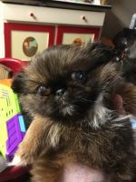 Pekingese Puppies for sale in Hamilton, OH, USA. price: NA